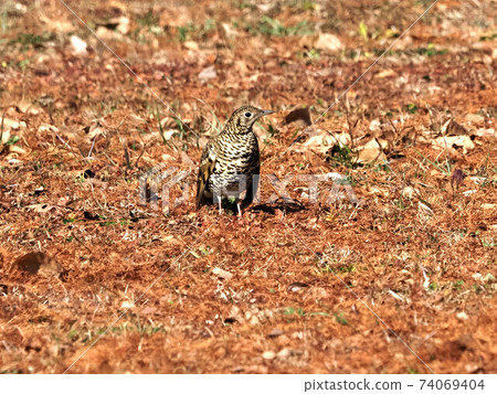 Scaly thrush in the park 74069404