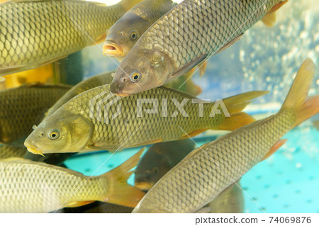 Carp swims in the aquarium. Close up. Selective focus. 74069876