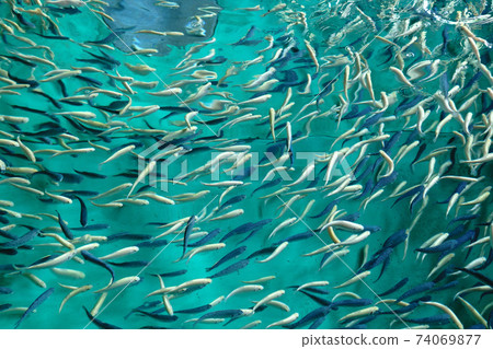 Trout farming in the fish pond, breeding freshwater fish. selective focus 74069877