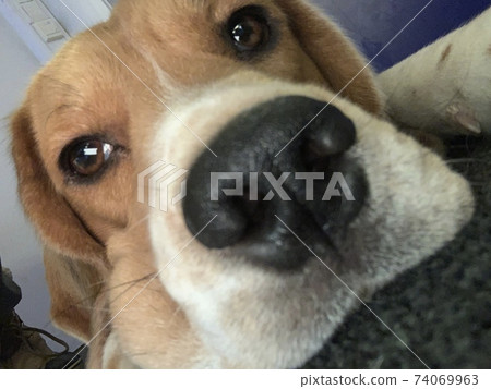 Indoor dog day 74069963