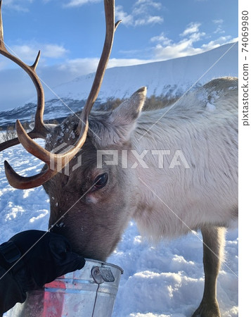 餵馴鹿而又餓 74069980