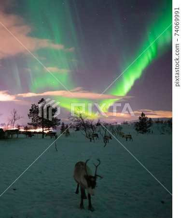 馴鹿和極光一起生活 馴鹿和極光一起生活 74069991