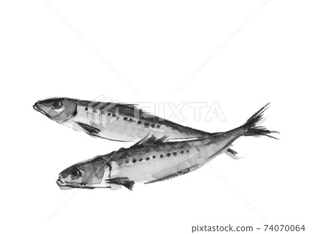 Ink painting style watercolor: 2 sardines, monotone white background PNG with copy space 74070064