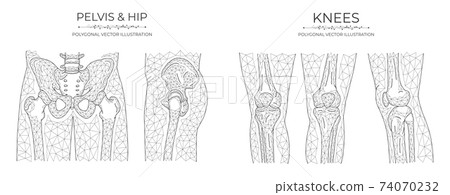 Vector polygonal pelvis and knees. Anatomical model of the pelvis, hip joint and knee joint. 74070232