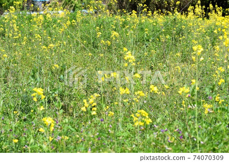 強姦開花 強姦開花 74070309