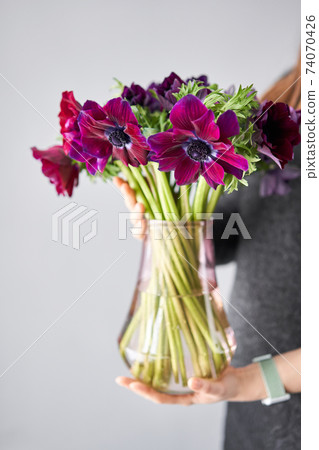 Magenta and violet gradient poppies anemones. Many flowers - great background. the work of the florist at a flower shop. Delivery fresh cut flower. European floral shop. 74070426