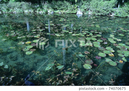 Gifu Monet's pond 74070675
