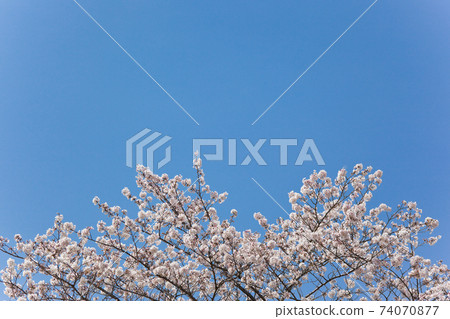 在Iriki Kiyoura大壩周圍，盛開的櫻花映襯在藍天下 74070877