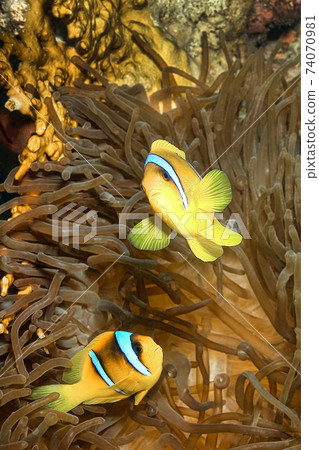 Red Sea Clownfish, Coral Reef, Red Sea, Egypt, Africa 74070981