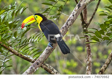 Keel-billed Toucan, Tropical Rainforest, Costa Rica Keel-billed Toucan, Tropical Rainforest, Costa Rica 74070982