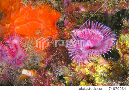 Calcareous Tubeworm, Cabo Cope-Puntas del Calnegre Natural Park, Spain Calcareous Tubeworm, Cabo Cope-Puntas del Calnegre Natural Park, Spain 74070984