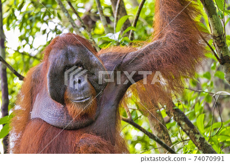 Orangutan, Tanjung Puting National Park, Indonesia Orangutan, Tanjung Puting National Park, Indonesia 74070991