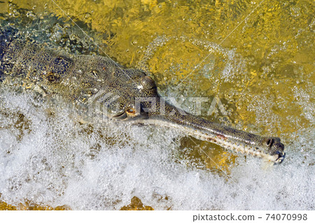 Gharial, Gavial, Royal Bardia National Park, Nepal Gharial, Gavial, Royal Bardia National Park, Nepal 74070998