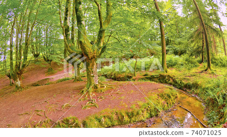 Otzarreta Beech Forest, Gorbeia Natural Park, Spain Otzarreta Beech Forest, Gorbeia Natural Park, Spain 74071025