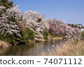 Cherry blossoms around Gyeongpo Lake 74071112