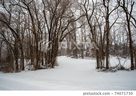 Journey through a snowy forest 74071730