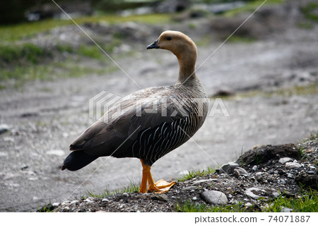 Patagonia Tierra del fuego national park Argentina Patagonia Tierra del fuego national park Argentina 74071887