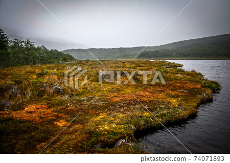 Patagonia Tierra del fuego national park Argentina 74071893