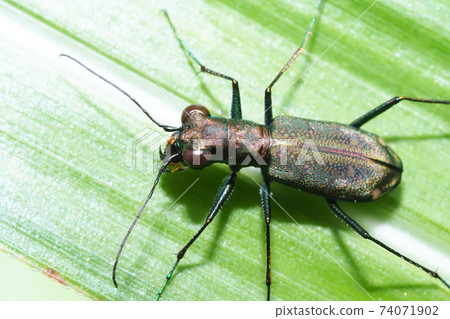 東京角羊 74071902