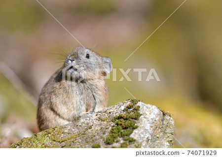 Rocky pika 74071929