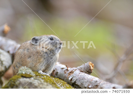Rocky pika 74071930