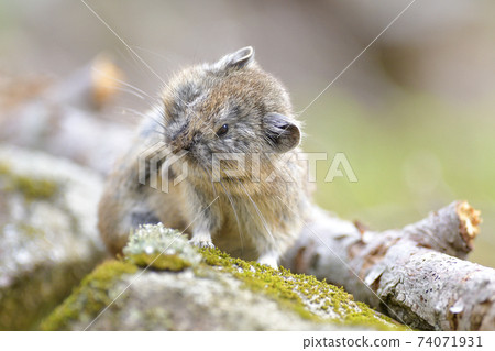 Pika scratching the body 74071931