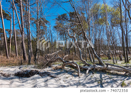 Landscape with trees on the Baltic Sea coast in Germany Landscape with trees on the Baltic Sea coast in Germany 74072358