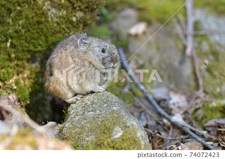 Rocky pika 74072423