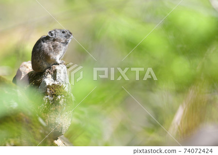 Pika in the green 74072424