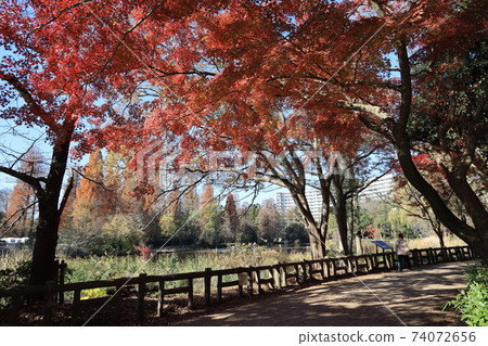 Autumn leaves scenery of Inokashira Park in Mitaka City, Tokyo Autumn leaves scenery of Inokashira Park in Mitaka City, Tokyo 74072656