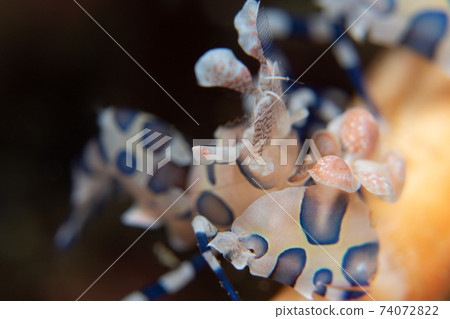 Orange and blue patterns on a white body, large scissors like furisode, close-up of small shrimp 2 | Underwater photography 74072822