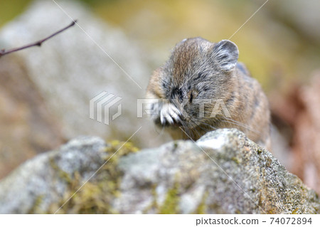 Pika washing face 74072894