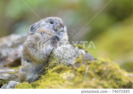 Pika in the green Pika in the green 74072895