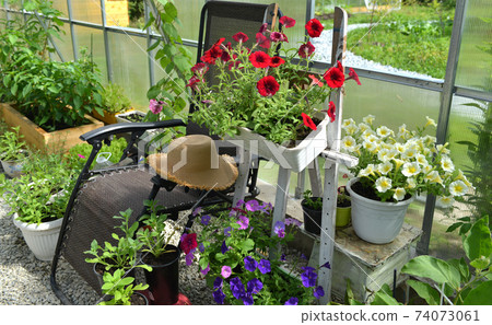 Red and yellow petunia flowers in pots in greenhouse. Vintage botanical background with plants, home hobby still life with gardening objects and nature. Red and yellow petunia flowers in pots in greenhouse. Vintage botanical background with plants, home hobby still life with gardening objects and nature. 74073061