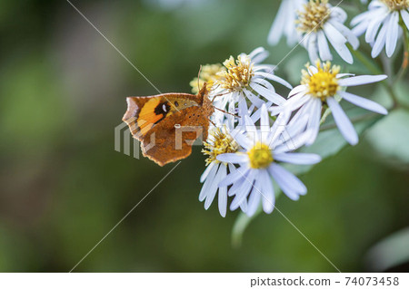 Pterodecta felderi Pterodecta felderi 74073458