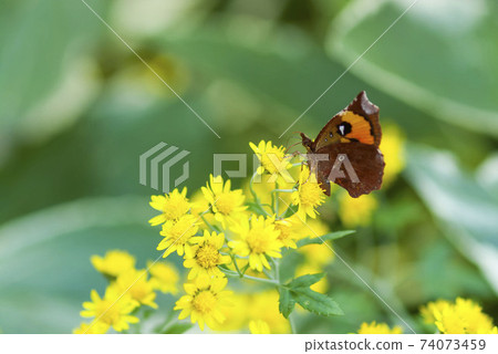 Pterodecta felderi Pterodecta felderi 74073459