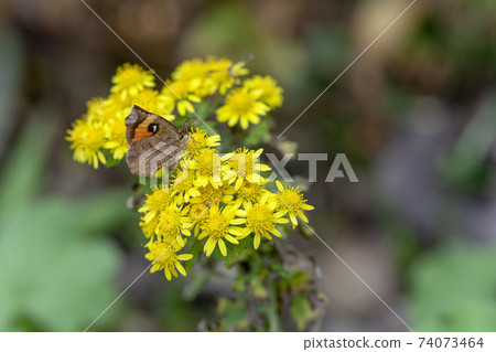 Ikarimonka Ikarimonka 74073464