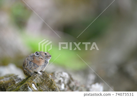 Pika in the green 74073531