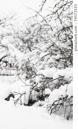 Branches of young apple tree under snow in sunny frosty morning 74073583