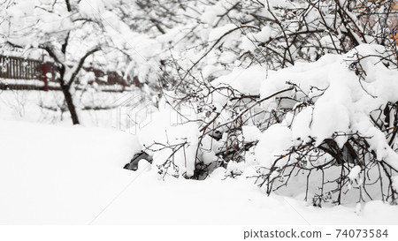Branches of young apple tree under snow in sunny frosty morning 74073584