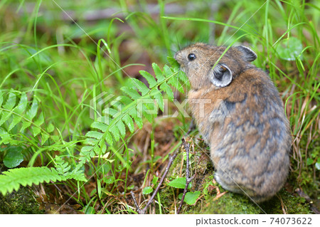 皮卡吃蕨 74073622