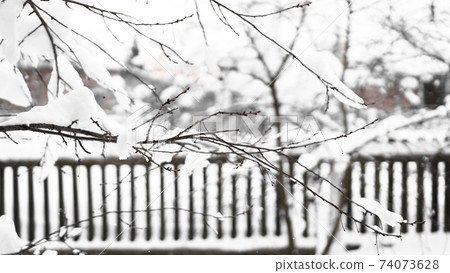 Branches of young apple tree under snow in sunny frosty morning Branches of young apple tree under snow in sunny frosty morning 74073628