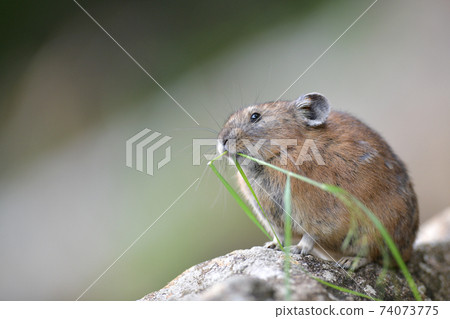 吃草的Pika 74073775