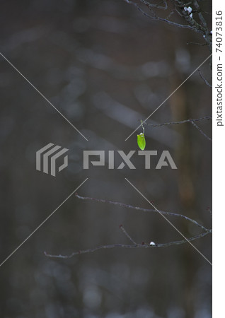 Winter thickets, Rhodinia fuga cocoons 74073816
