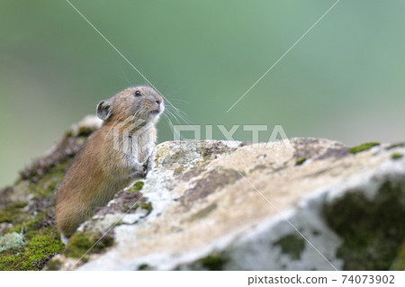 Rocky pika Rocky pika 74073902