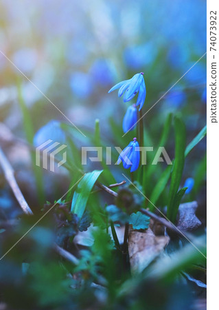 Beautiful spring scilla flowers Beautiful spring scilla flowers 74073922