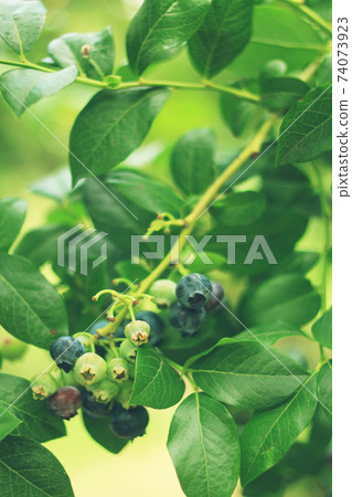 Blueberrys on the branch 74073923