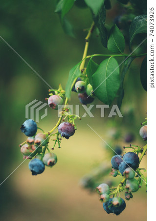 Blueberrys on the branch Blueberrys on the branch 74073926