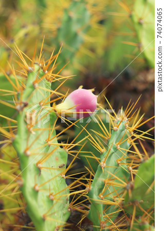 Cactus in bloom on Tenerife, ocean seashore. 74074065