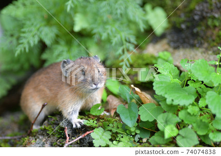 Pika in the green 74074838